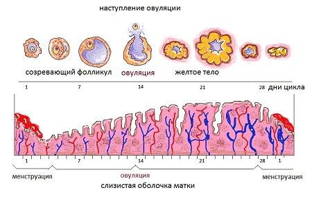 Как происходит овуляция