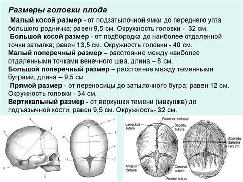 Как пульсация родничка обеспечивает питание плода
