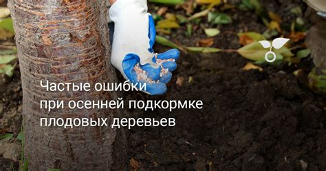 Как работает зола при подкормке деревьев