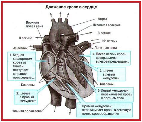 Как работает кровообращение