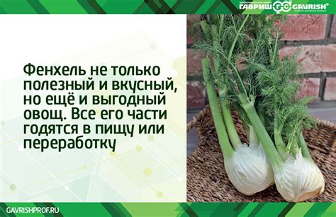 Как распознать испорченный фенхель
