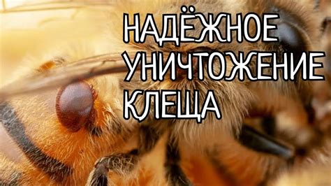 Как расправиться с клещем маслом: лучшие методы и средства