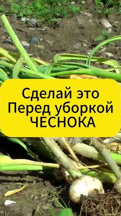 Как собирать чеснок