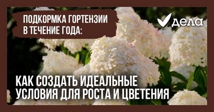 Как создать идеальные условия для цветения
