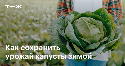 Как сохранить капусту колобок на долгое время