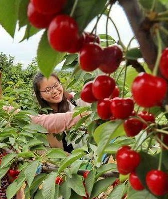 Как сохранить свежесть вишни после сбора