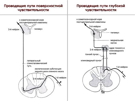 Как спираль повышает чувствительность и удовлетворение во время секса