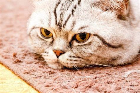 Как узнать, что кот стал метить