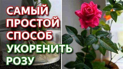Как укоренить розы на шиповнике