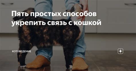 Как укрепить взаимоотношения с кошкой