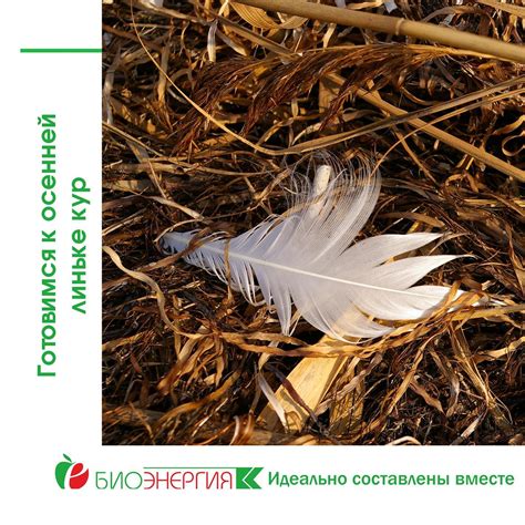 Как ускорить процесс линьки и вернуть птицу в норму