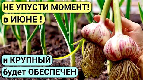 Как успешно вырастить зимний чеснок в сентябре