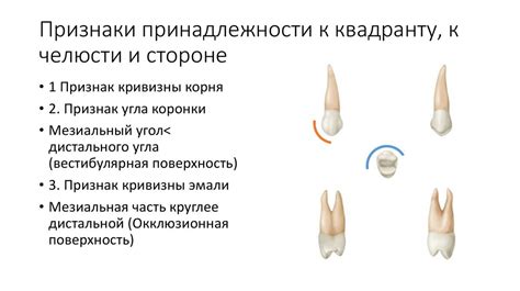 Как ухаживать за первым моляром верхней челюсти