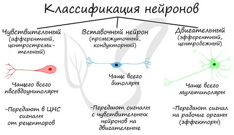 Как формируется нервный импульс в зрительной системе