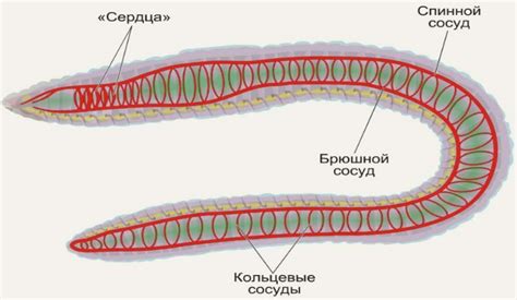 Как функционирует кровеносная система круглых червей