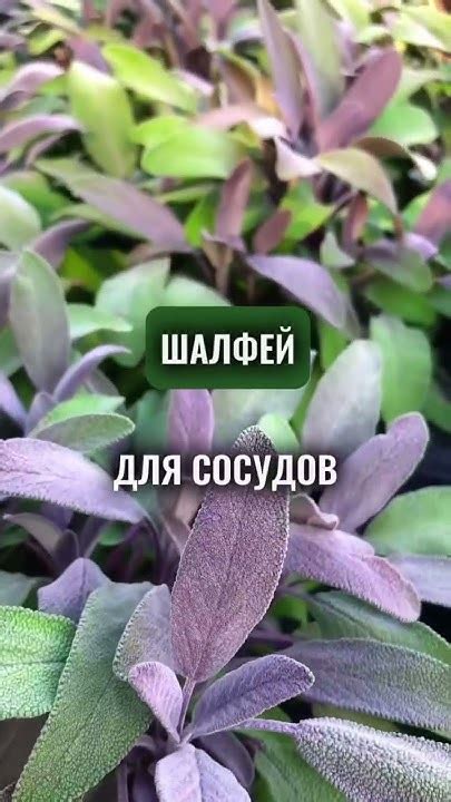 Как хлеб обогащает организм витаминами и минералами