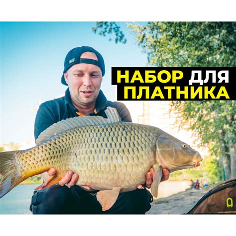Карп на платнике: лучшее время для ловли