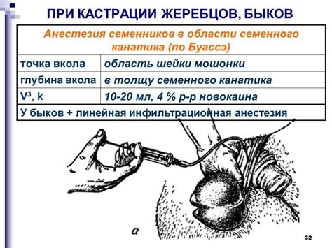 Кастрация и стерилизация: основные меры предосторожности