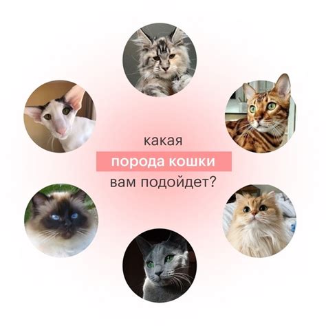 Категории кошек: от самых крупных до самых маленьких