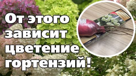 Качество посадочного материала: выбор правильного саженца
