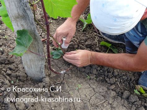 Климат Кубани и его влияние на созревание винограда