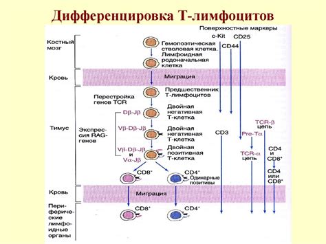 Ключевые моменты в процессе созревания