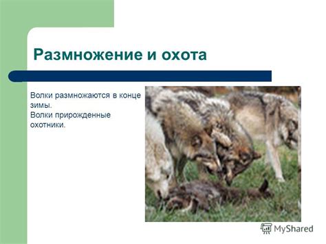 Когда волки размножаются и селятся в средней полосе России