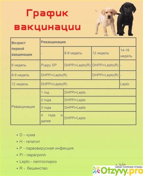 Когда гулять со шпицем после прививки: расписание и время