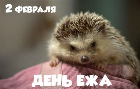 Когда день рождения у ежа Шедоу