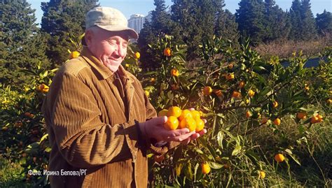 Когда заканчивается сезон сбора абхазских мандаринов