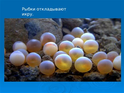Когда золотые рыбки откладывают икру