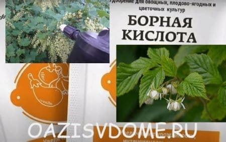 Когда использовать борную кислоту для растений