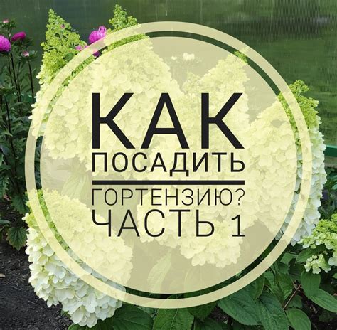 Когда и как использовать навоз под гортензию