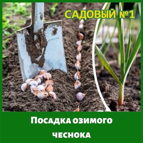Когда и как сажать чеснок в октябре: советы садовода