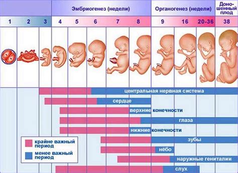 Когда и как часто ребенок испражняется в утробе