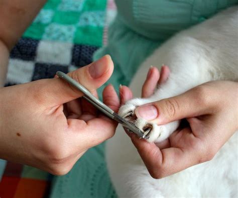 Когда и как часто следует стричь шерсть на лапах кошек