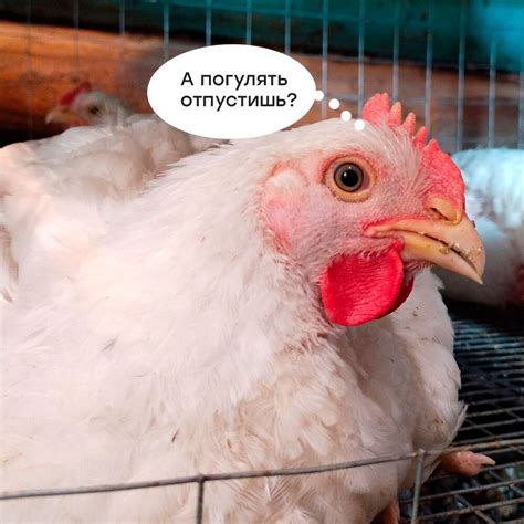 Когда и насколько возможно переселять бройлеров на улицу: основные аспекты