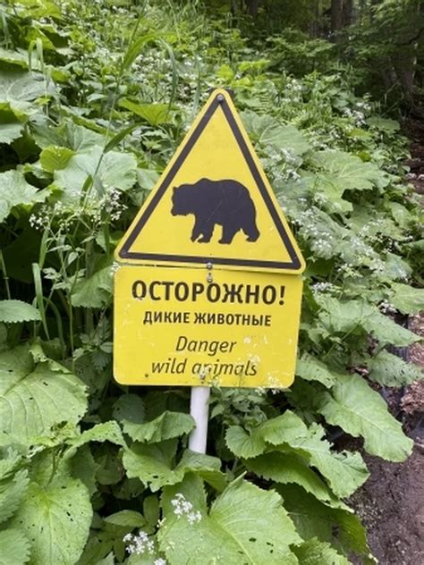 Когда лучше всего избегать встречи с крупным копытным: