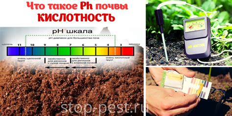 Когда лучше всего проводить процедуру раскисления почвы пушонкой