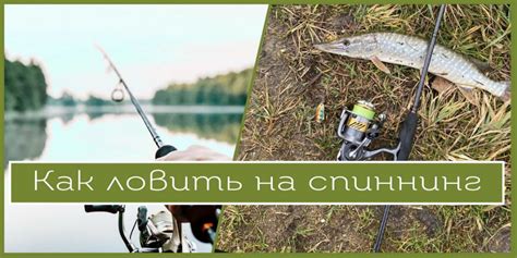 Когда лучше ловить на спиннинг: раскрытие сезонности в природе