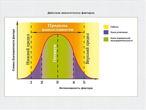 Когда наступает максимальное освещение - определение и факторы