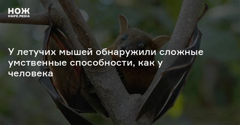 Когда начинается время зимовки у летучих мышей
