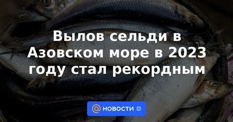 Когда начинается вылов сельди в России