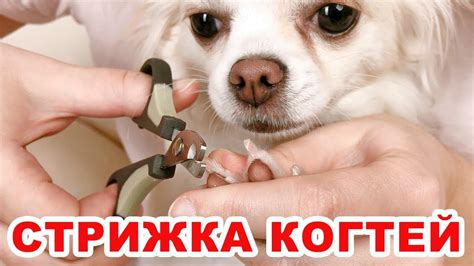 Когда начинать стричь когти щенку