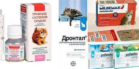 Когда нужно давать противоаллергические препараты кошкам
