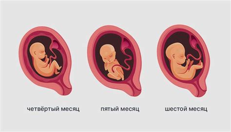 Когда плод опускается в матку