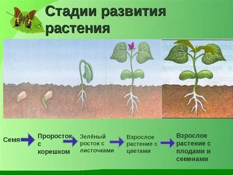 Когда появляются свежие семечки урожая