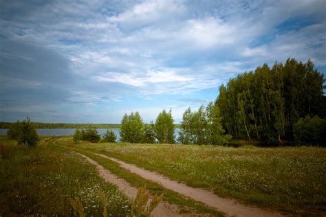 Когда происходит расцветка репейника в Средней полосе России