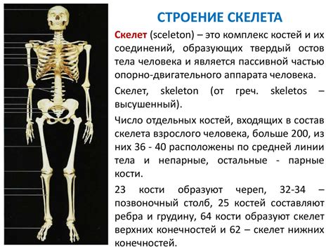 Когда происходит формирование скелета человека в 4 классе