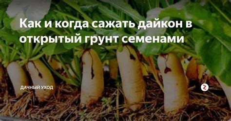 Когда сажать джусай семенами в открытый грунт